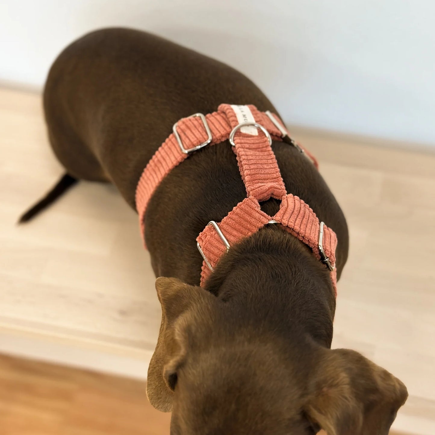 Hondenharnas en riem set Rib CORAL