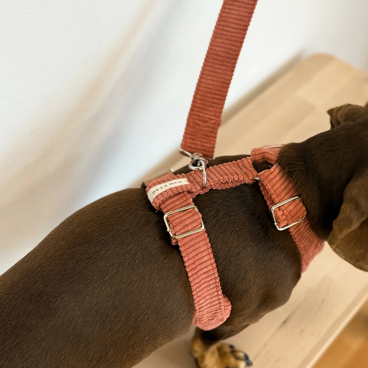 Hondenharnas en riem set Rib CORAL