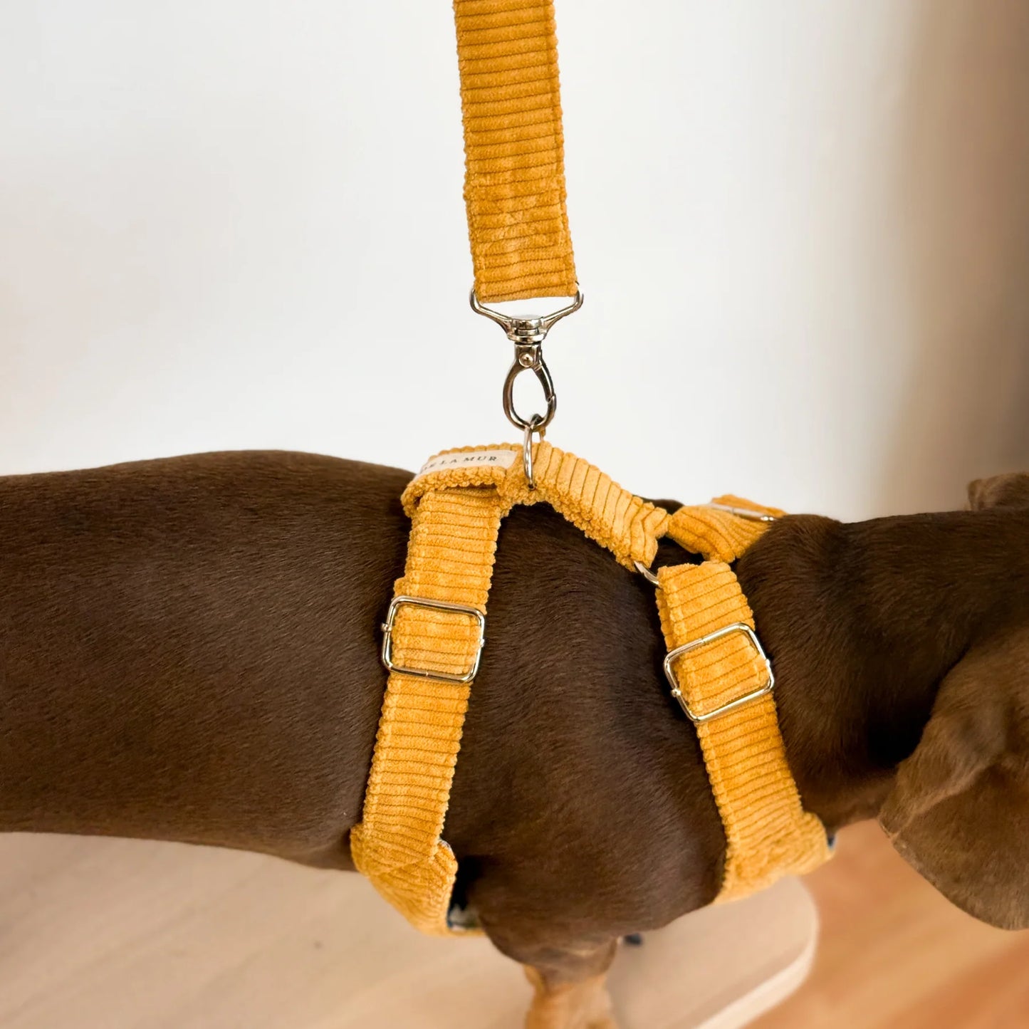 Hondenharnas en riem set Rib TAZ